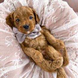 Benedict - gray collar boy - Apricot male Cavapoo puppy in Melbourne, Florida from Space Coast Doodle Co.
