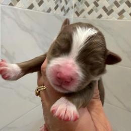 Marcellina - Red tri female Miniature Australian Shepherd puppy in Taylor, Arizona from Holy Ghost Ranch, Inc