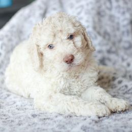 Boy 1 - Poodle puppy in Oklahoma from Rosebud Kennels