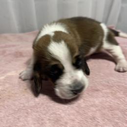 Boy 1 - Brown black and white male Basset Hound puppy in Falls City, Nebraska from Bassett Hounds & Labradors
