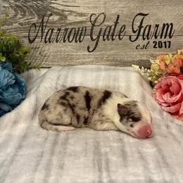 Girl 3 - White and red merle female Border Collie puppy in Moody, Texas from Narrow Gate Farm
