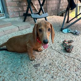 Apple - Dapple male Dachshund puppy in Irving, Texas from DFW Dachshunds by G & S