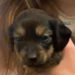 ZOEY - Black female Dachshund puppy in Elizabethtown, Kentucky from Teeny Tiny Puppy Tails