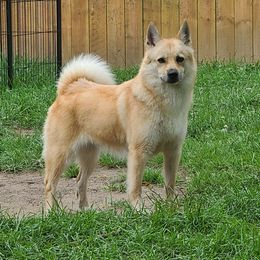 Phoenix - Norwegian Buhund