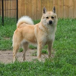 Phoenix - Norwegian Buhund