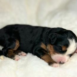 Moana - Tri-color female Bernedoodle puppy in Sugarcreek, Ohio from Cuddly Companion Doodles