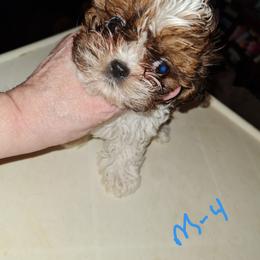 Puppy 4 - Brindle and white male Shih Tzu puppy in Bethlehem, Pennsylvania from Cinnamon's Shih Tzus