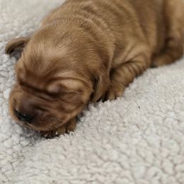 Teal - Dark golden male Golden Retriever puppy in Limon, Colorado from Big Sandy Golden Retrievers