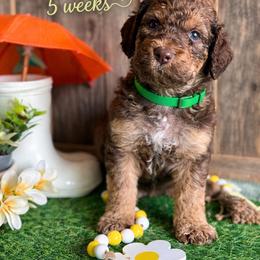 Clover Green Collar - Brown and white male Saint Berdoodle puppy in Paw Paw, Michigan from ProAct Canines