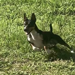 Slick - Rat Terrier
