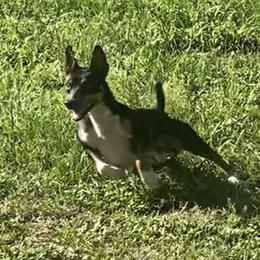 Slick - Rat Terrier