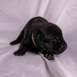 White collar - Black male Labrador Retriever puppy in Lebanon, Oregon from Table Rock Retrievers