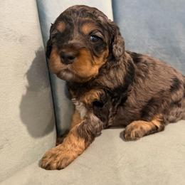 Riot - Merle female Cockapoo puppy in Fortuna, California from Dalton Poodles and Doodles