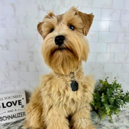 Poet - Miniature Schnauzer