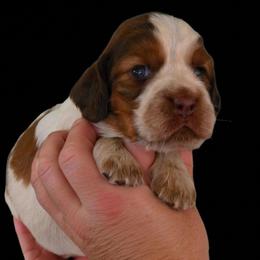 Cookie - Liver white and roan female English Springer Spaniel puppy in Lake City, Florida from Thunderbird Springers