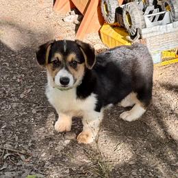 Viper - Black and tan male Pembroke Welsh Corgi puppy in Morton, Mississippi from Crown AB Farms Pembroke Welsh Corgis