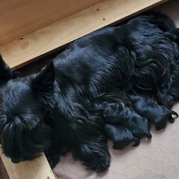 Scottish Terrier Puppies from Cavern Kennels