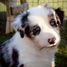 Australian Shepherd Puppies from Tru Blu Aussies