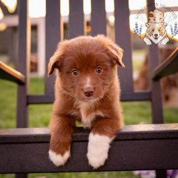 Espresso - Red & white male Miniature Australian Shepherd puppy in Hearne, Texas from Wigglebutts Unlimited