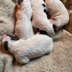 English Setter Puppies from English Setter Farms