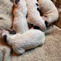 English Setter Puppies from English Setter Farms