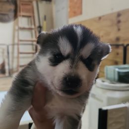 Siberian Husky Puppies from Spirit of the Moon Siberians