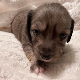 Shaded cream brindle female - Brindle female Dachshund puppy in Trade, Tennessee from TN Miniature Dachshunds & Basset Hounds