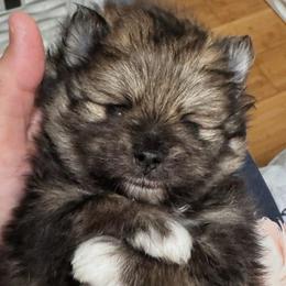 Wolfie - Wolf sable female Pomeranian puppy in North Port, Florida from POMRITA POM’S