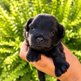 Rolo - Black male Miniature Schnauzer puppy in Dorr, Michigan from Enchanted Paws