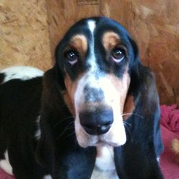 Basset Hounds from Calabria Basset Hounds
