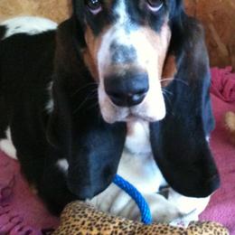 Basset Hounds from Calabria Basset Hounds