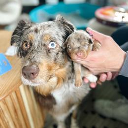 Australian Shepherd Puppies from Ember Aussies NJ/NY/PA