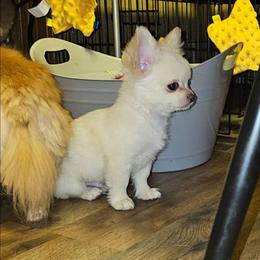 Snow - Cream male Chihuahua puppy in Ligonier, Indiana from Country Charm Chihuahuas