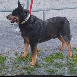Diesel - Australian Cattle Dog