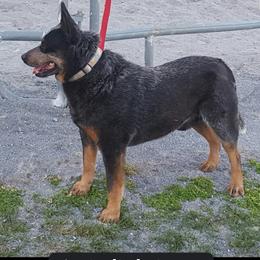 Diesel - Australian Cattle Dog