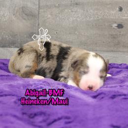 Abigail - Blue merle female Miniature American Shepherd puppy in Elgin, Oregon from Cross L Miniature American Shepherds