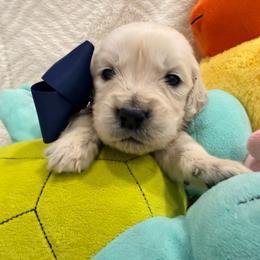 Squirtle - Light golden male Golden Retriever puppy in Shingle Springs, California from Creamy Retrievers