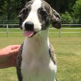 Whippet Puppies from Winstar Whippets