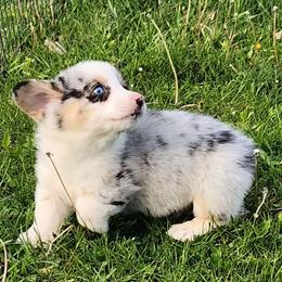 Ringo - Blue merle and white male American Corgi puppy in Dunbar, Nebraska from Vintage Corgis