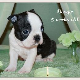 Boy 3-Doogie - Black and white male Boston Terrier puppy in North Central, Vermont from Windy Valley’s Bostons