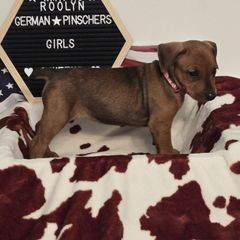 Bell- Red Female - Red female German Pinscher puppy in Chatham, Virginia from Wild Mountain Haven K9