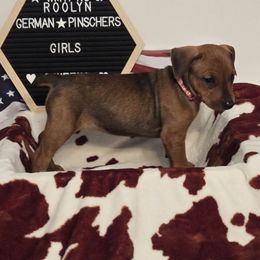 Bell- Red Female - Red female German Pinscher puppy in Chatham, Virginia from Wild Mountain Haven K9