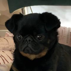 Petra - Brussels Griffon