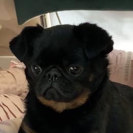Petra - Brussels Griffon
