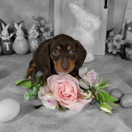 Dachshund Puppies from Newbern's Nuggets