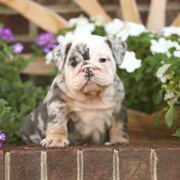 Light blue collar boy puppy 6500 - Brindle male Bulldog puppy in Lewisberry, Pennsylvania from Salted Rim Corgis