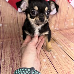 7414 black and tan girl - Black and tan female Chihuahua puppy in Palmyra, Indiana from Country Star Chihuahuas