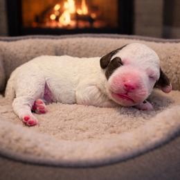 Brown collar - Brown and white male Sheepadoodle puppy in Inman, South Carolina from Mossy Doodles LLC