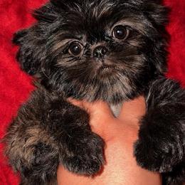 Kiwi - Black and tan female Shih Tzu puppy in Orange, California from Shih Tzu Hauz