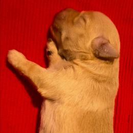 Girl 2 - Wheaten female Miniature Schnauzer puppy in Mission, Texas from Blue Rose's Schnauzers